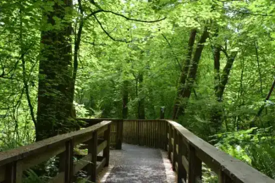 Sunnyside Park Surrey real estate, South Surrey